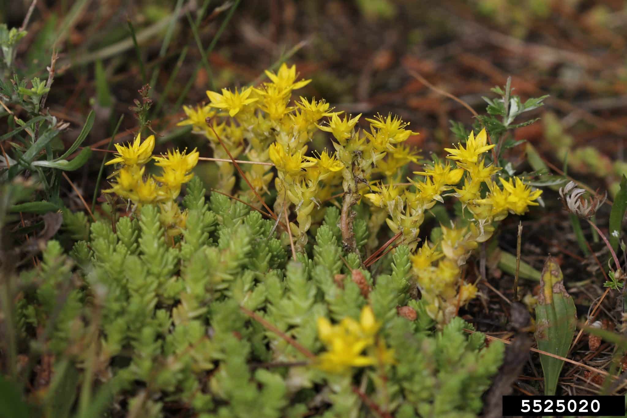 Goldmoss stonecrop - Invasive Species Council of British Columbia