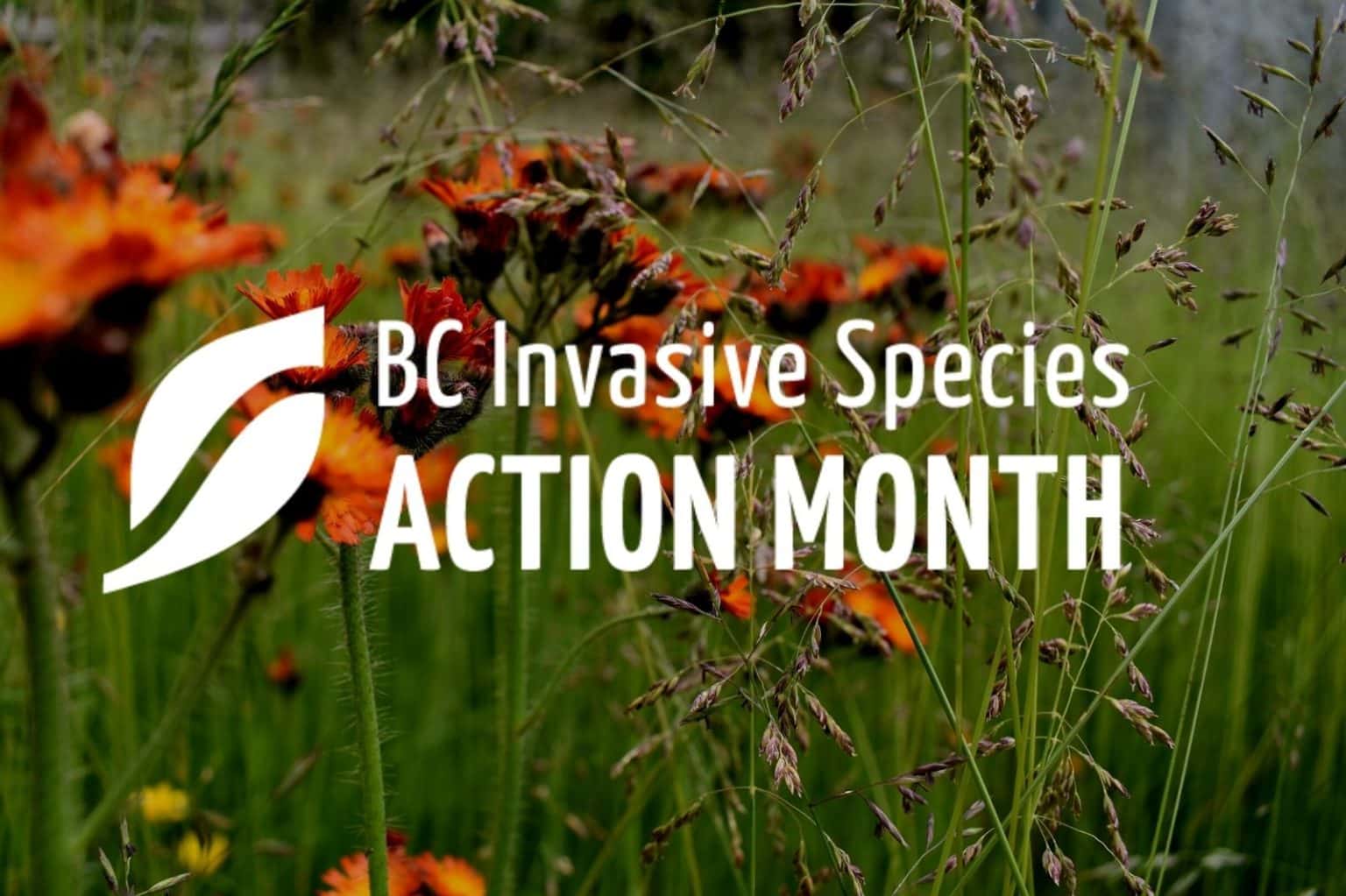 May Is Officially Invasive Species Action Month In British Columbia ...