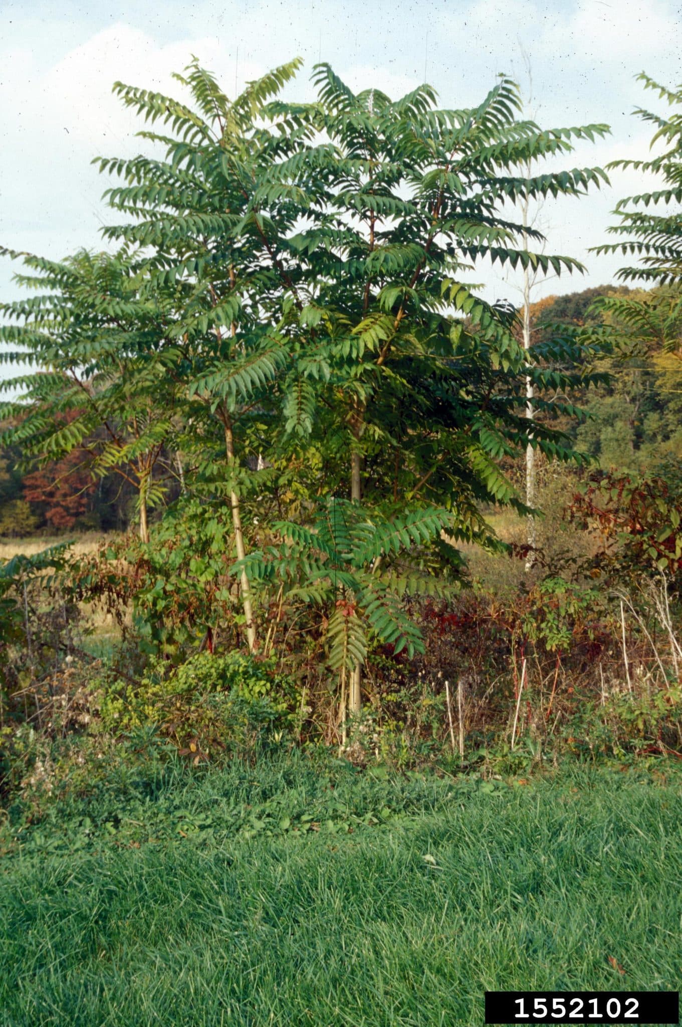 Tree of heaven Invasive Species Council of British Columbia