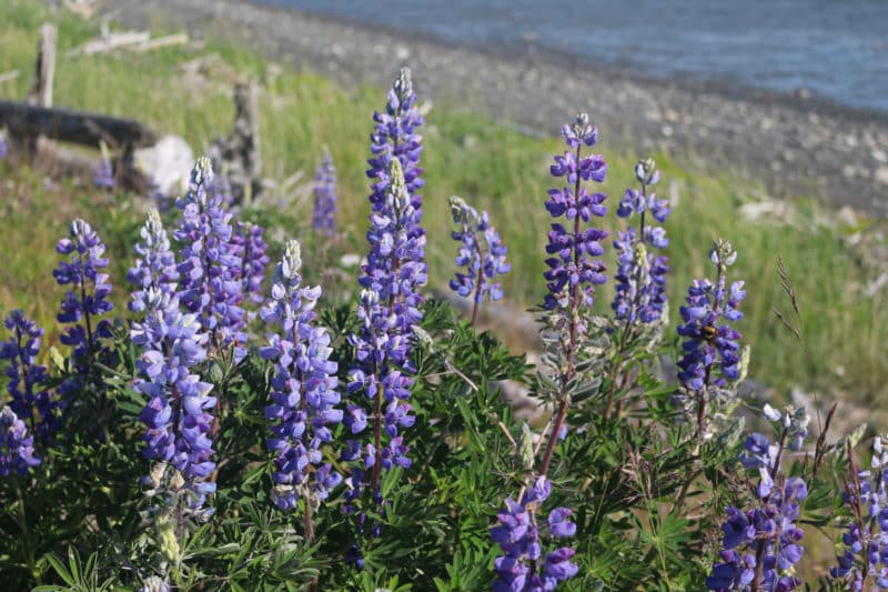 Arctic lupine - Invasive Species Council of British Columbia