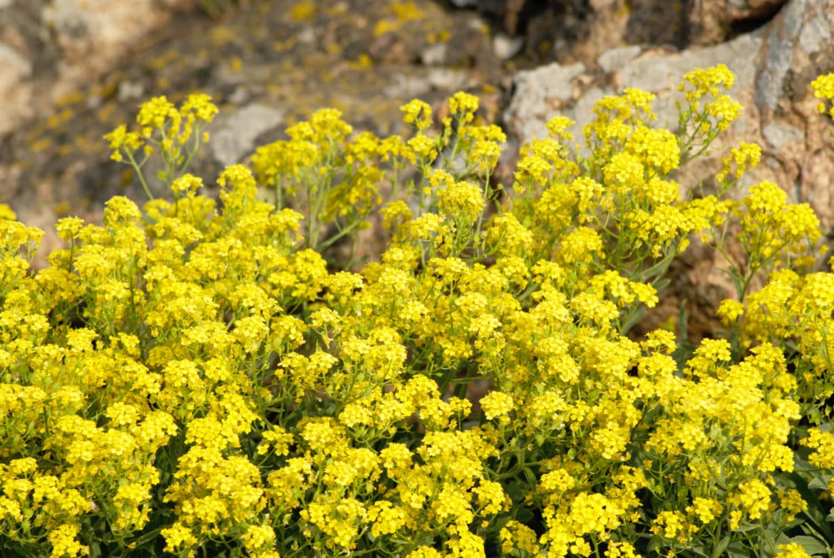 Golden alyssum Invasive Species Council of British Columbia