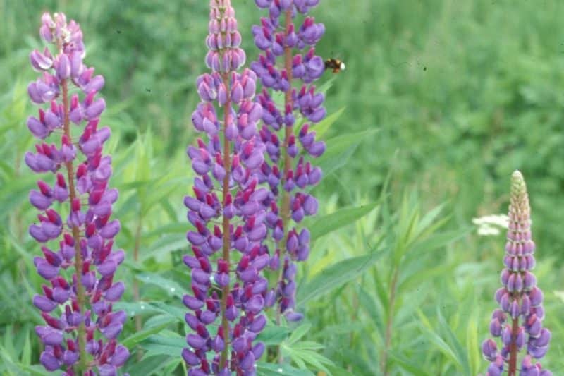 Large-leaved Lupine - Invasive Species Council Of British Columbia