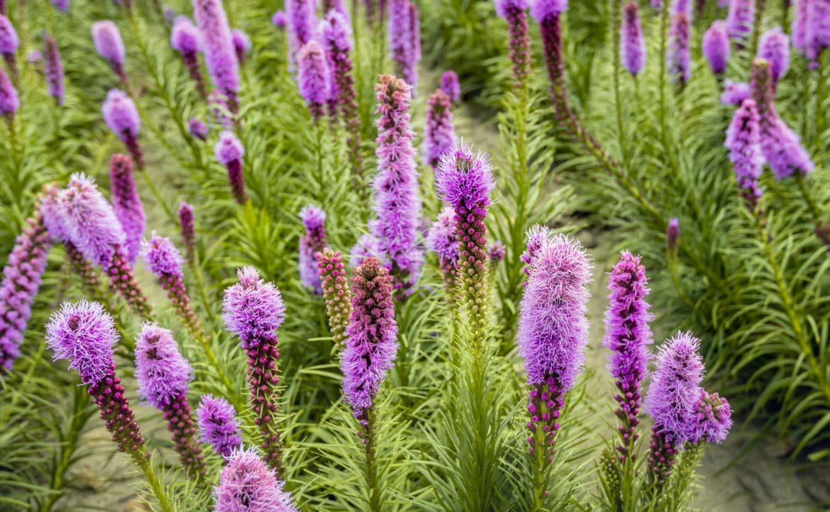 Blazing star - Invasive Species Council of British Columbia