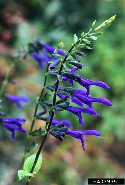 Anisescented sage Invasive Species Council of British Columbia