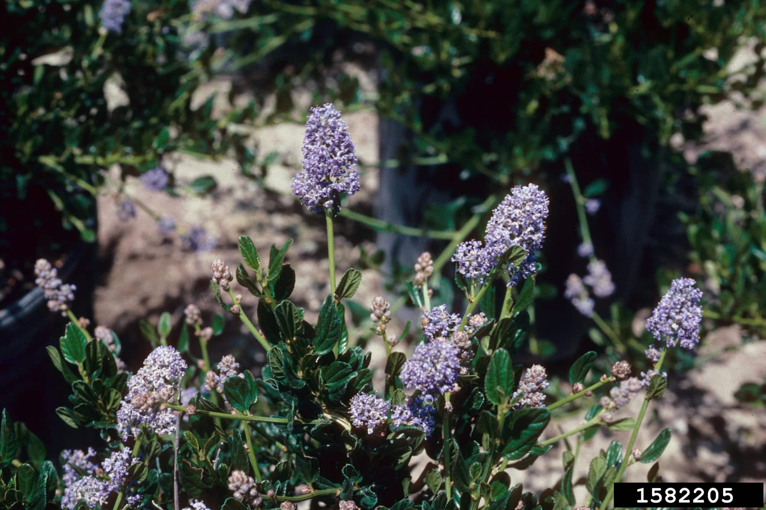 California lilac Invasive Species Council of British Columbia