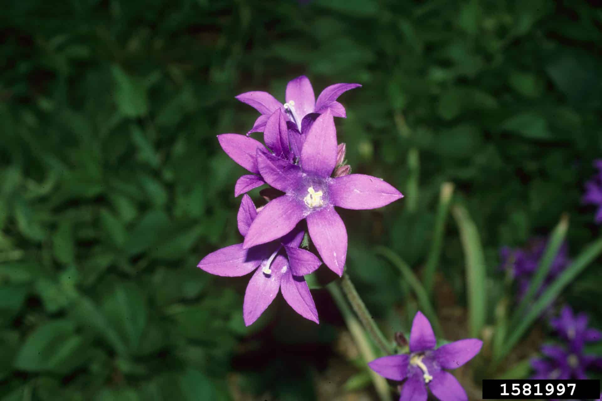 Clustered bellflower Invasive Species Council of British Columbia