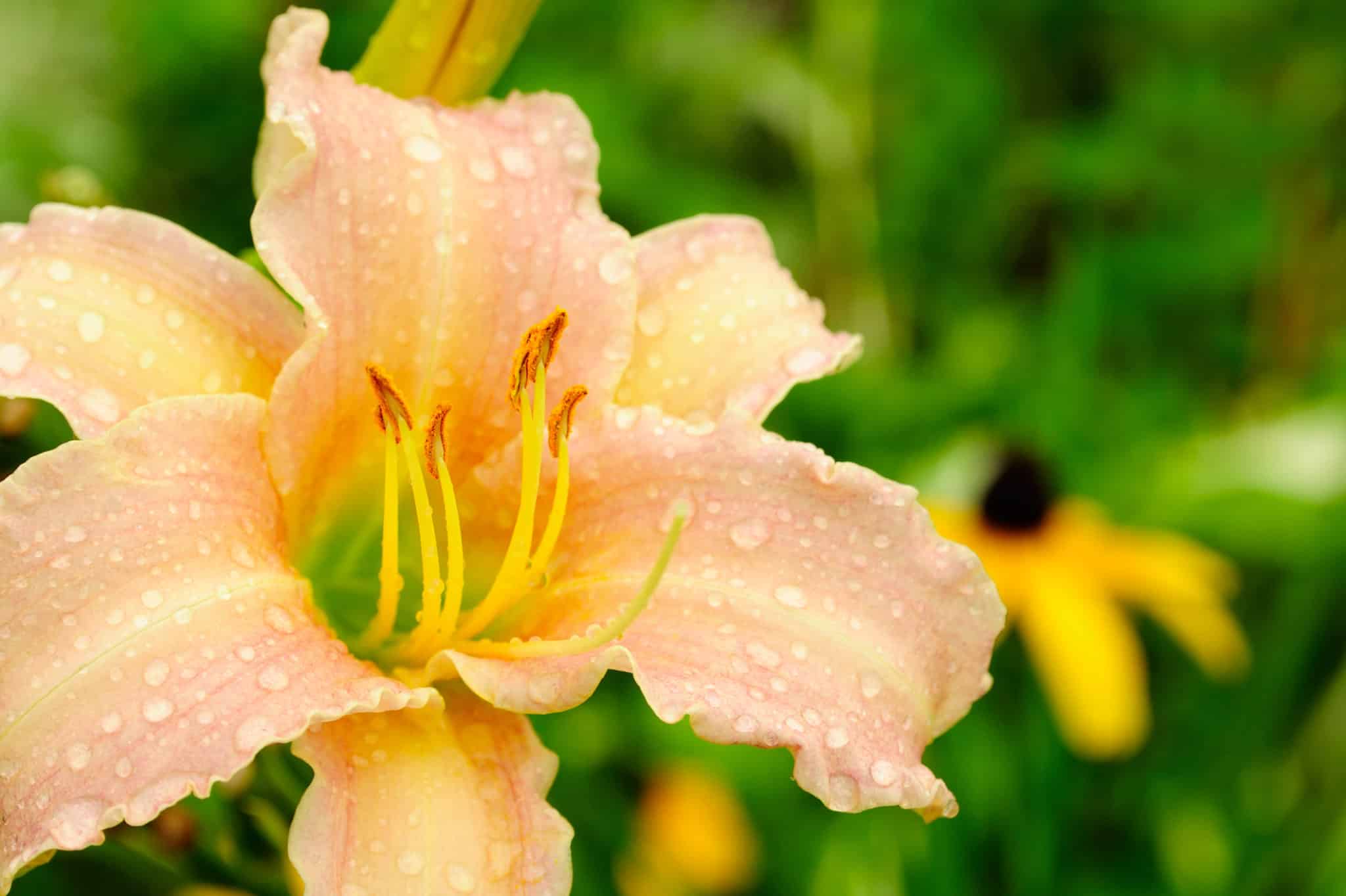 Daylily Invasive Species Council of British Columbia