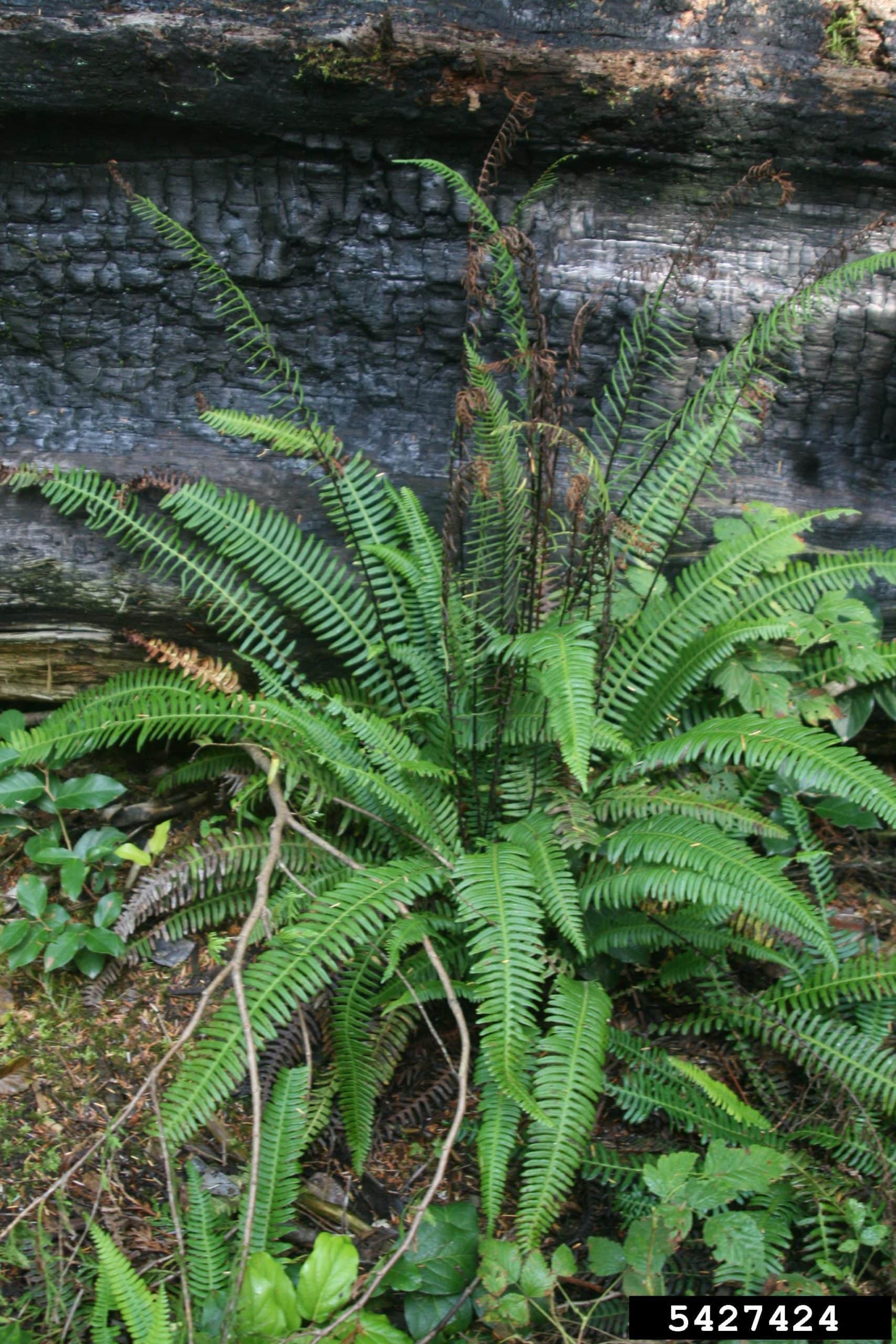 Deer fern Invasive Species Council of British Columbia