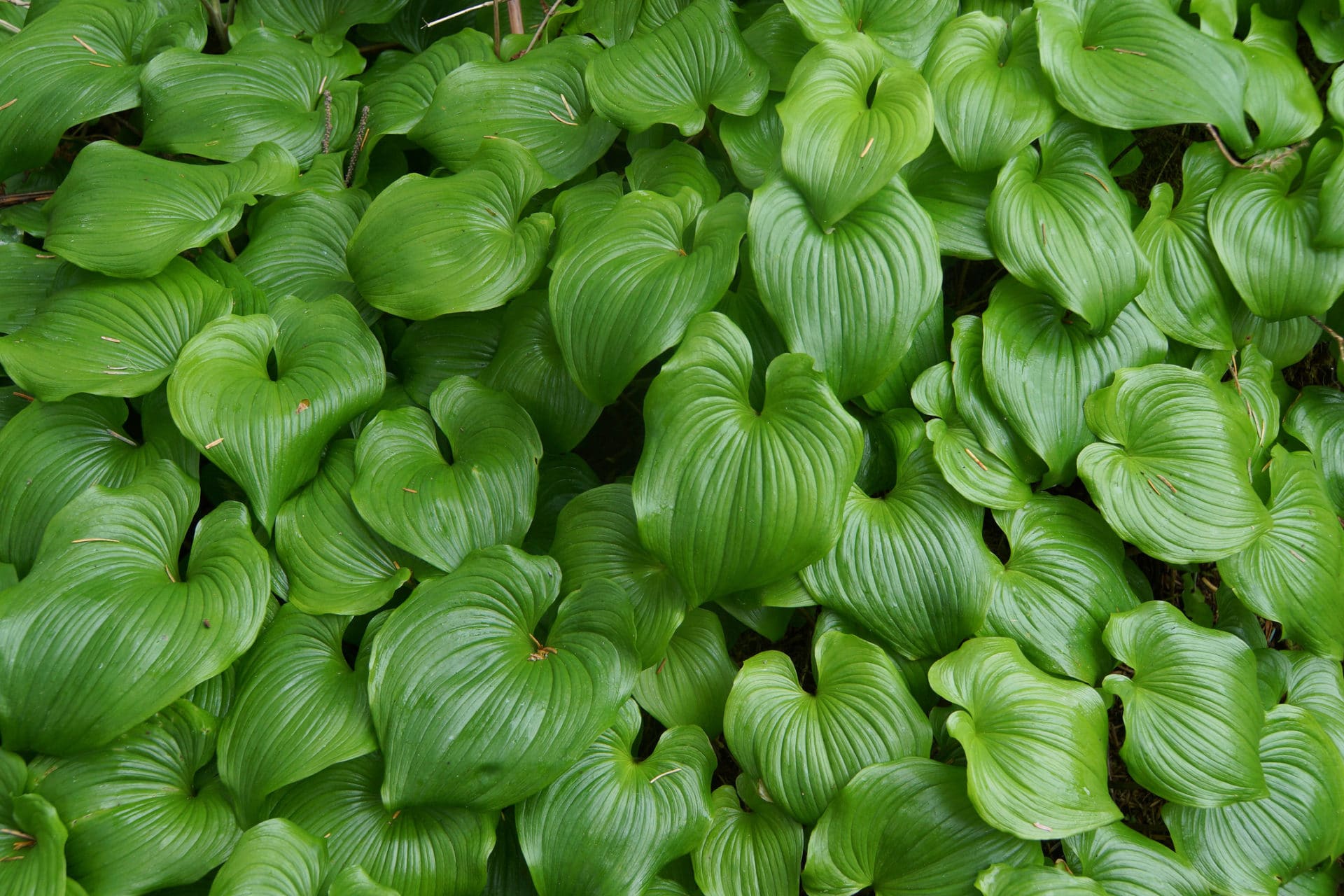 False lily of the valley - Invasive Species Council of British Columbia