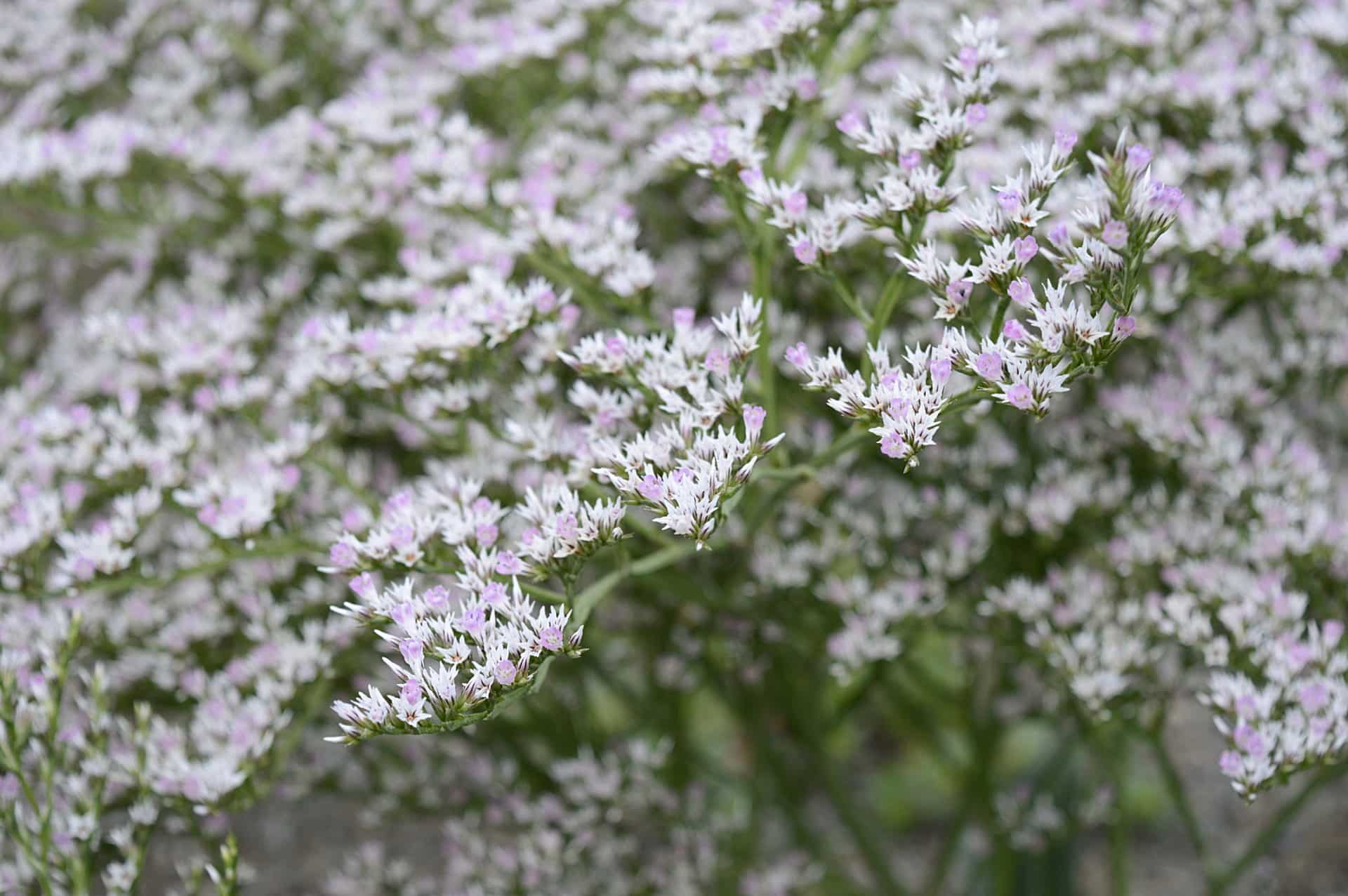 German Statice - Invasive Species Council of British Columbia