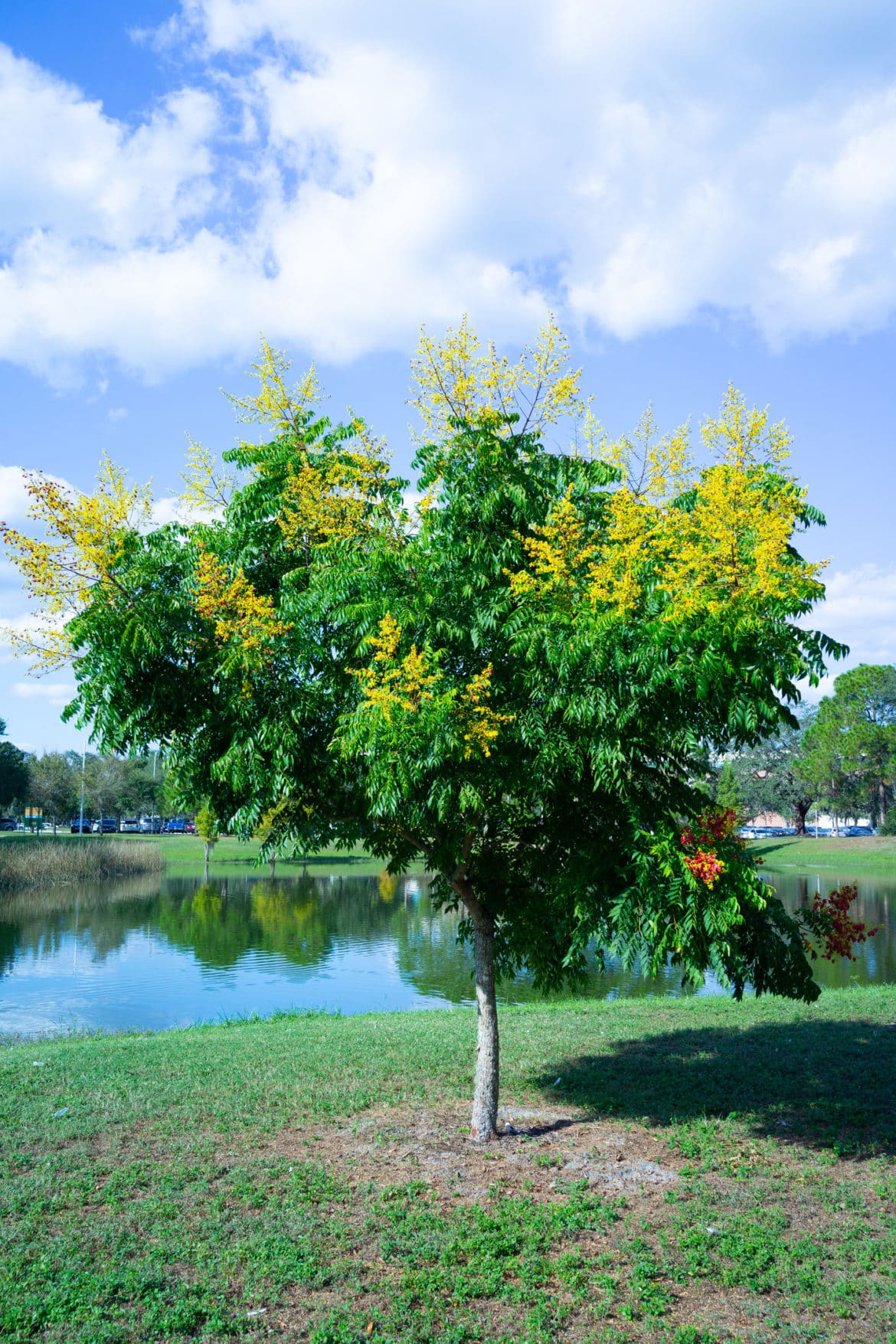 golden raintree - invasive species council of british columbia