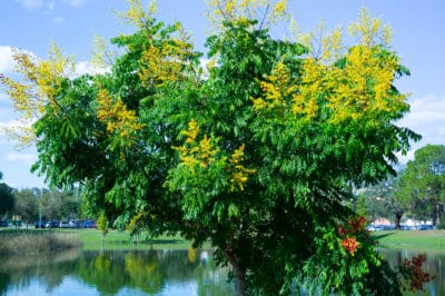 raintree invasive