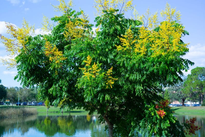 Golden raintree Invasive Species Council of British Columbia