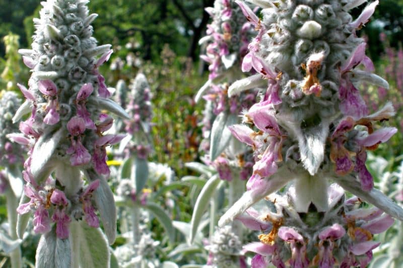 Lamb's ear Invasive Species Council of British Columbia