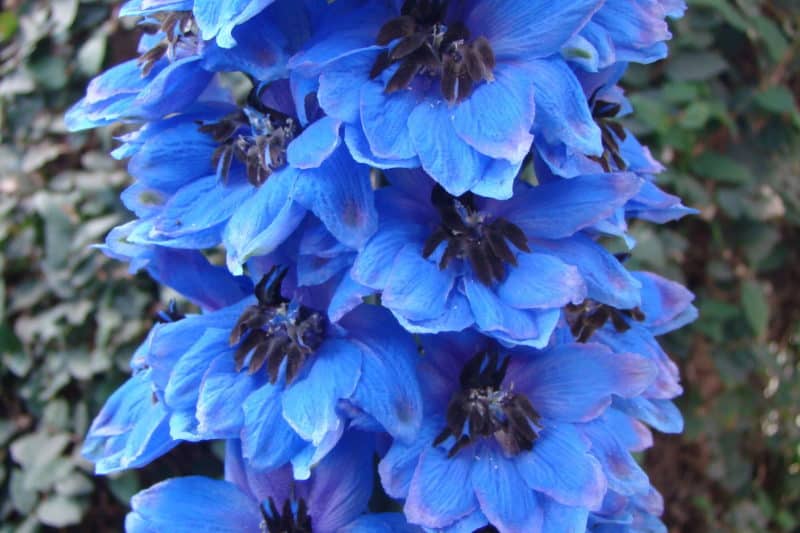 Larkspur Invasive Species Council of British Columbia