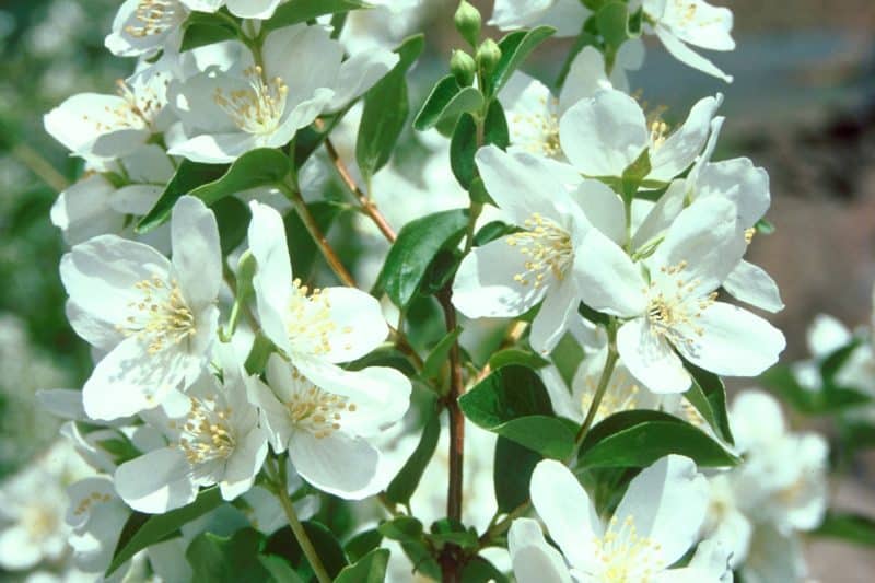 Lewis's mock orange Invasive Species Council of British Columbia