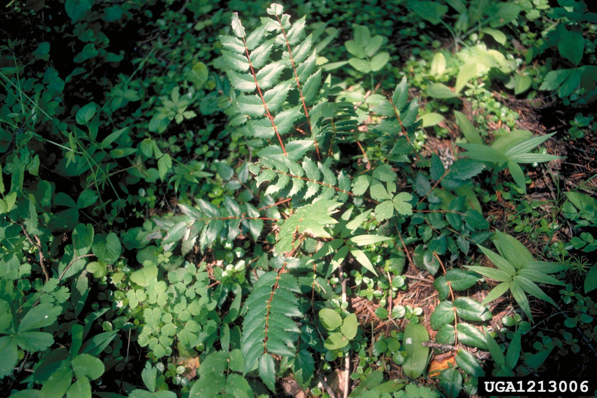 Oregon Grape Invasive Species Council of British Columbia