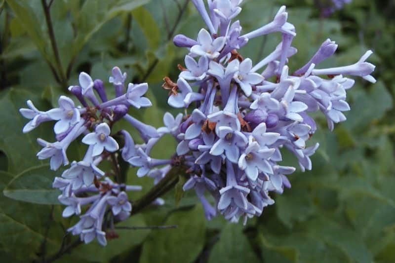 Preston lilac Invasive Species Council of British Columbia