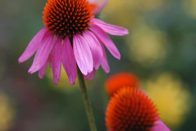 Purple coneflower Invasive Species Council of British Columbia