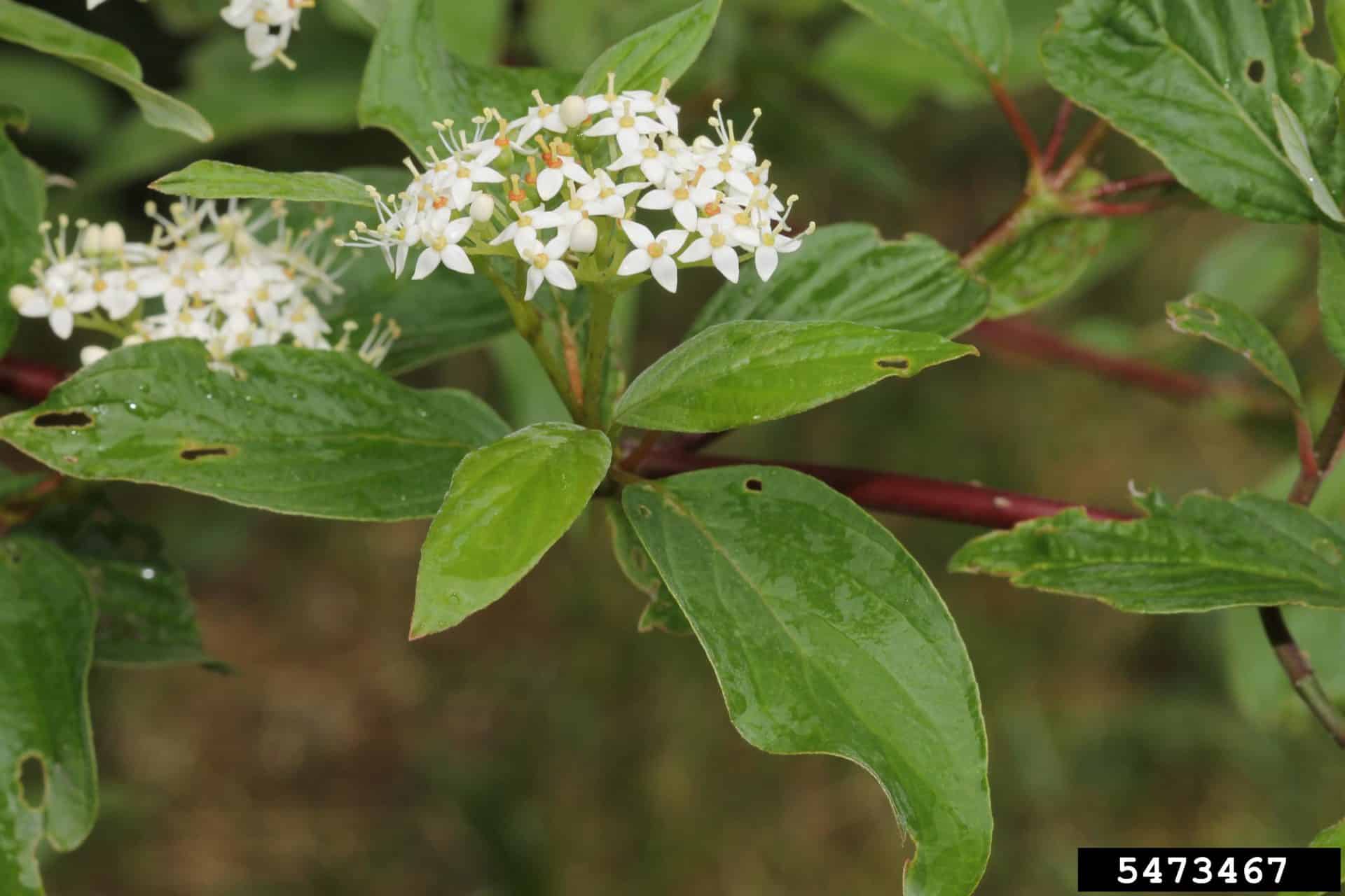 Red-osier dogwood - Invasive Species Council of British Columbia