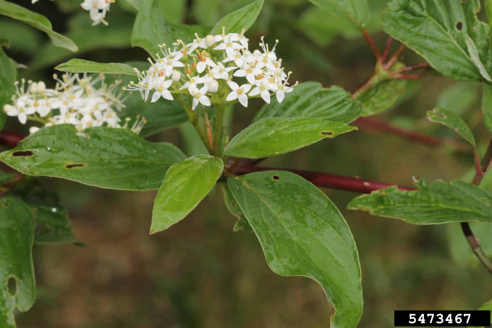 red twig dogwood varieties