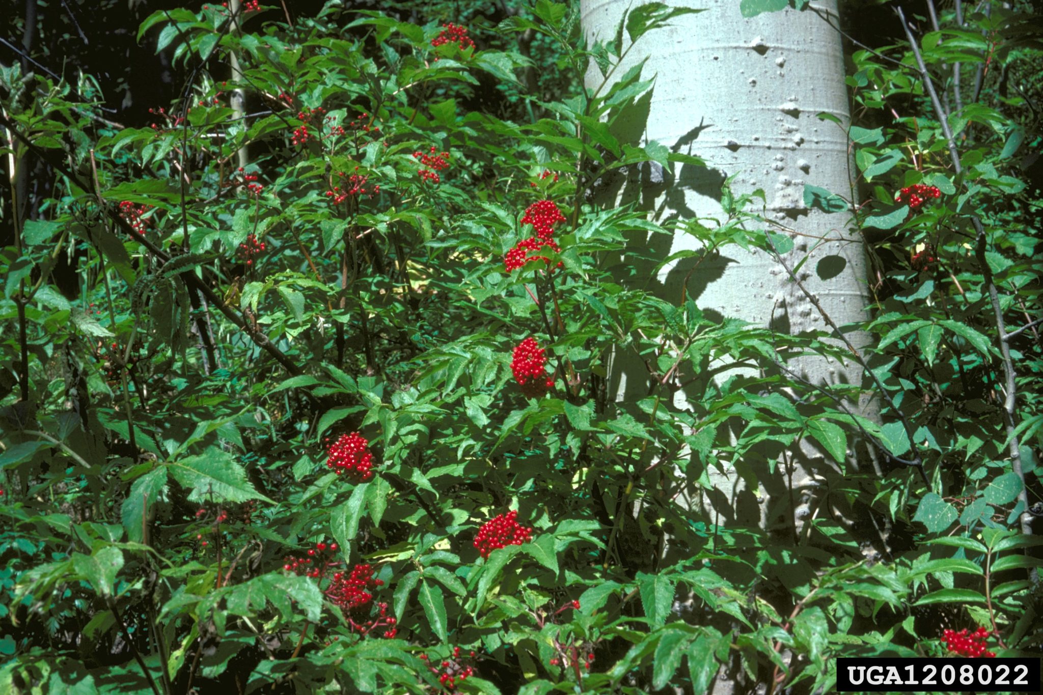 Red elderberry Invasive Species Council of British Columbia
