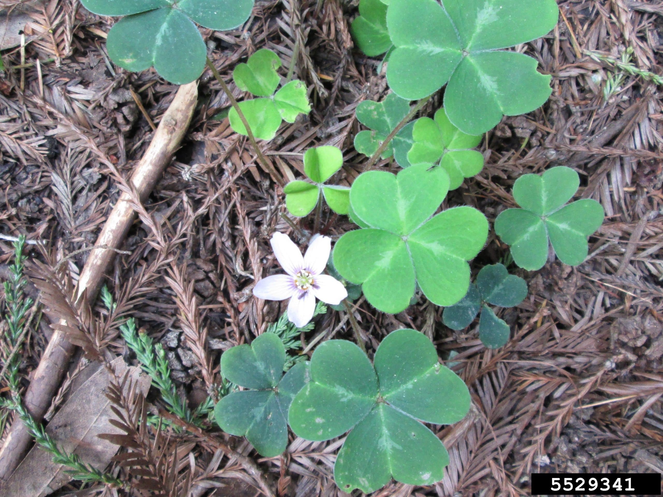 Redwood Sorrel Invasive Species Council Of British Columbia