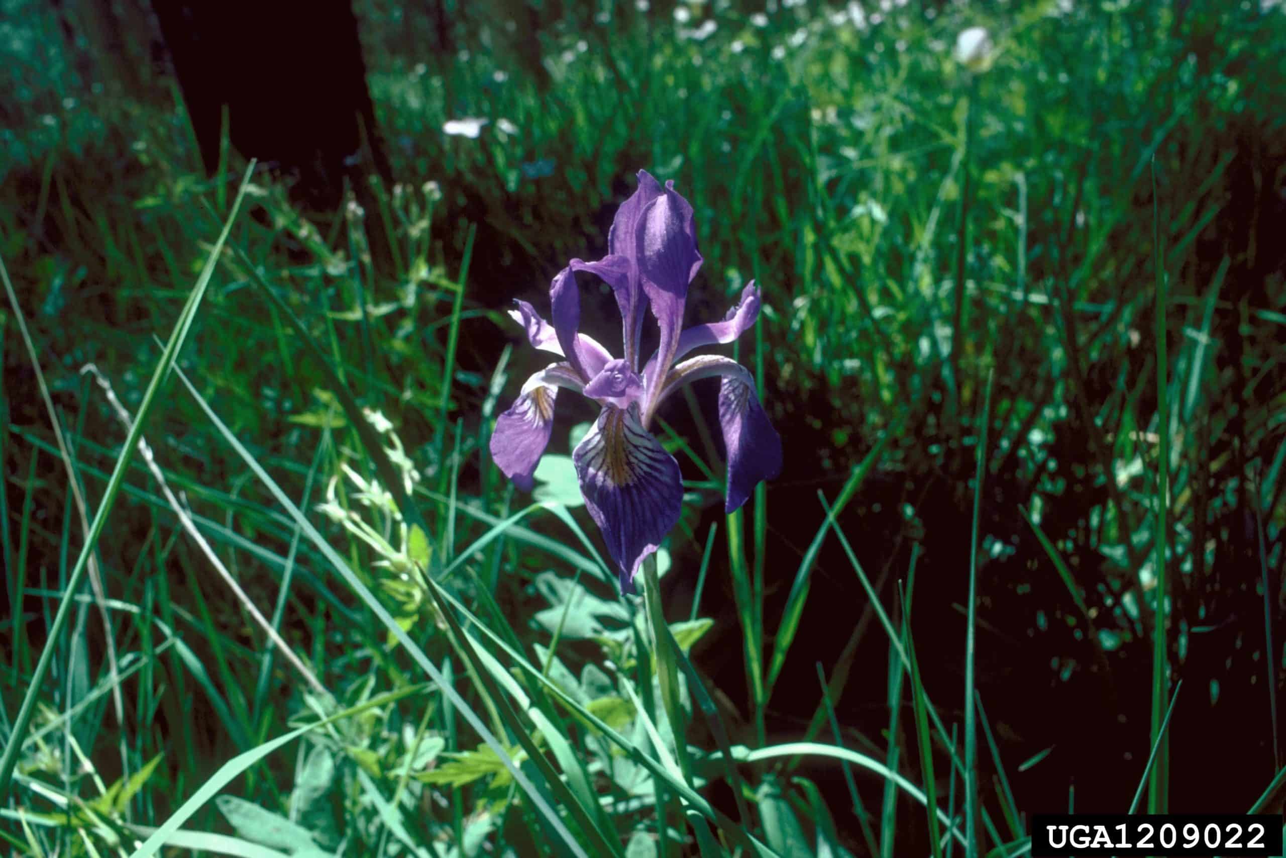 Wild Blue Iris (Iris missouriensis)