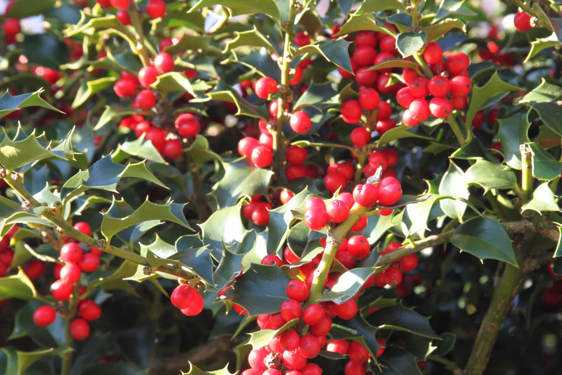 San Jose holly - Invasive Species Council of British Columbia