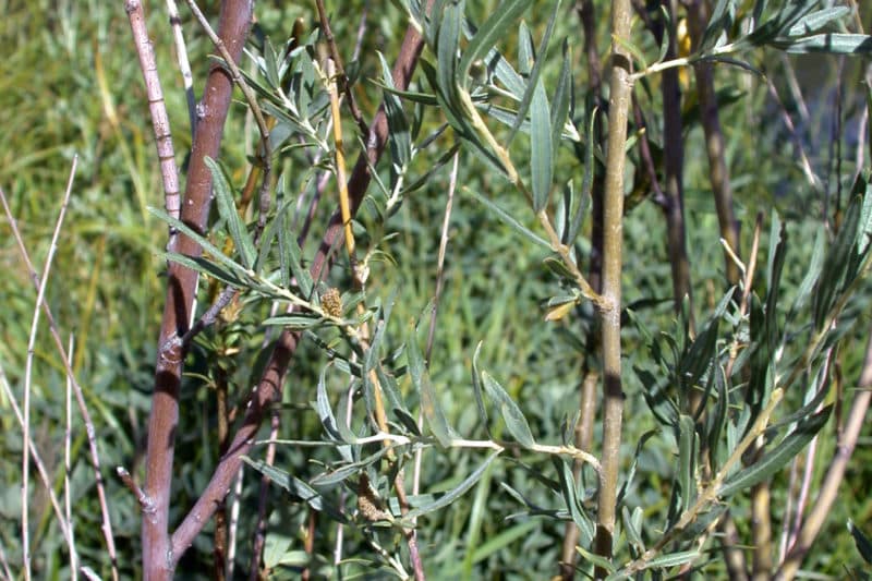 Sandbar willow Invasive Species Council of British Columbia