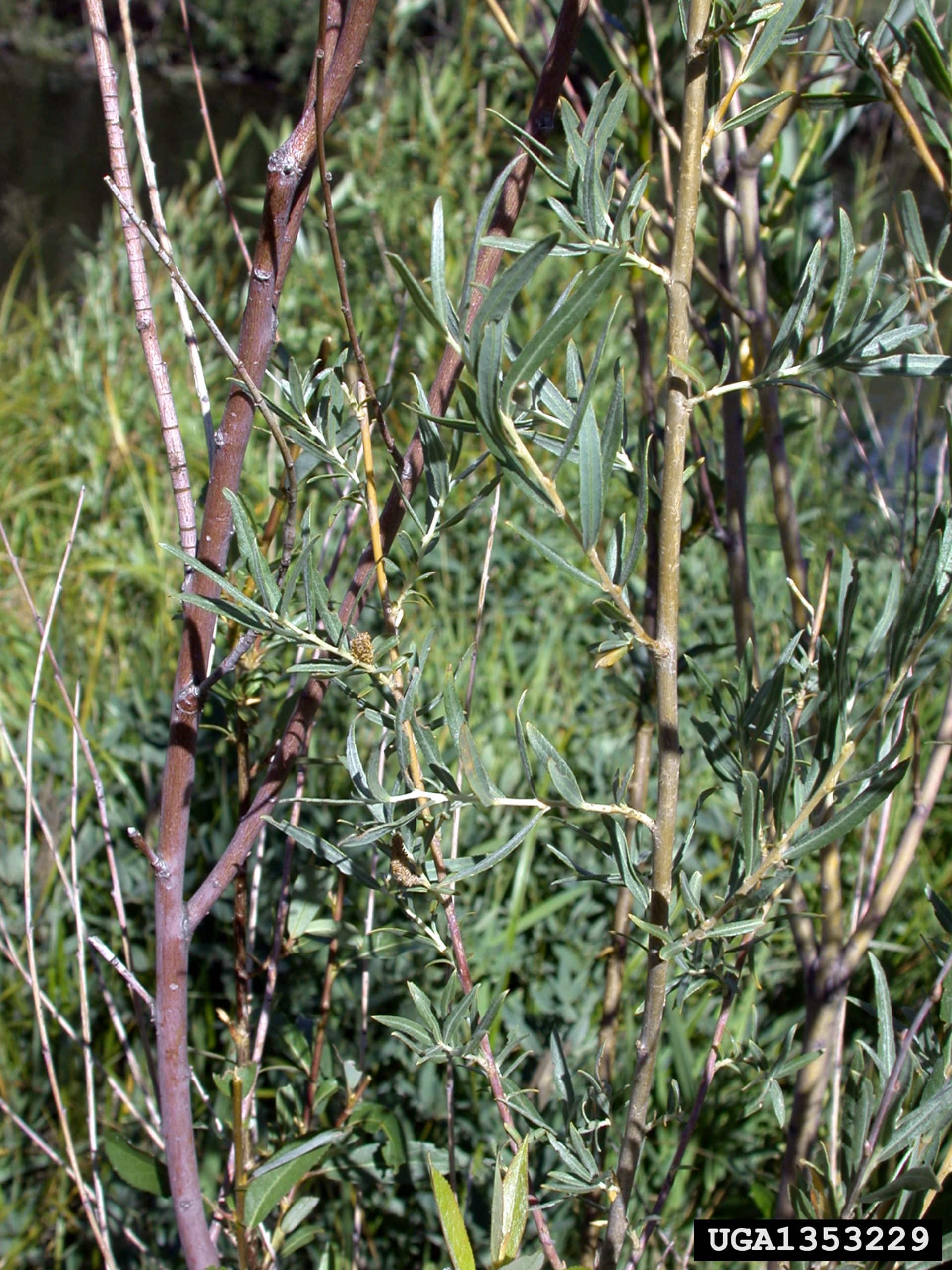 Sandbar Willow - Invasive Species Council of British Columbia