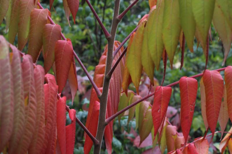 Smooth sumac Invasive Species Council of British Columbia