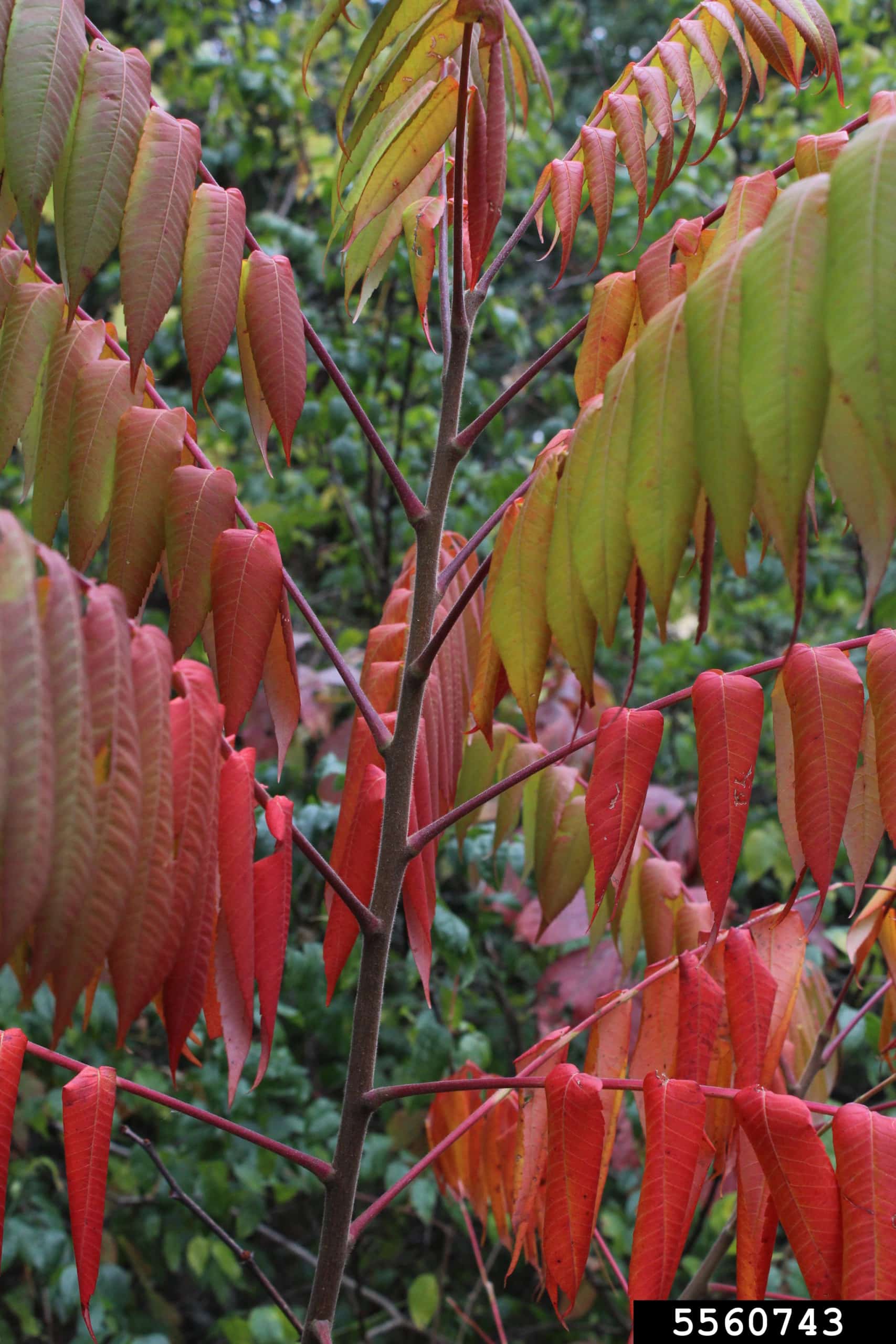 Smooth sumac Invasive Species Council of British Columbia