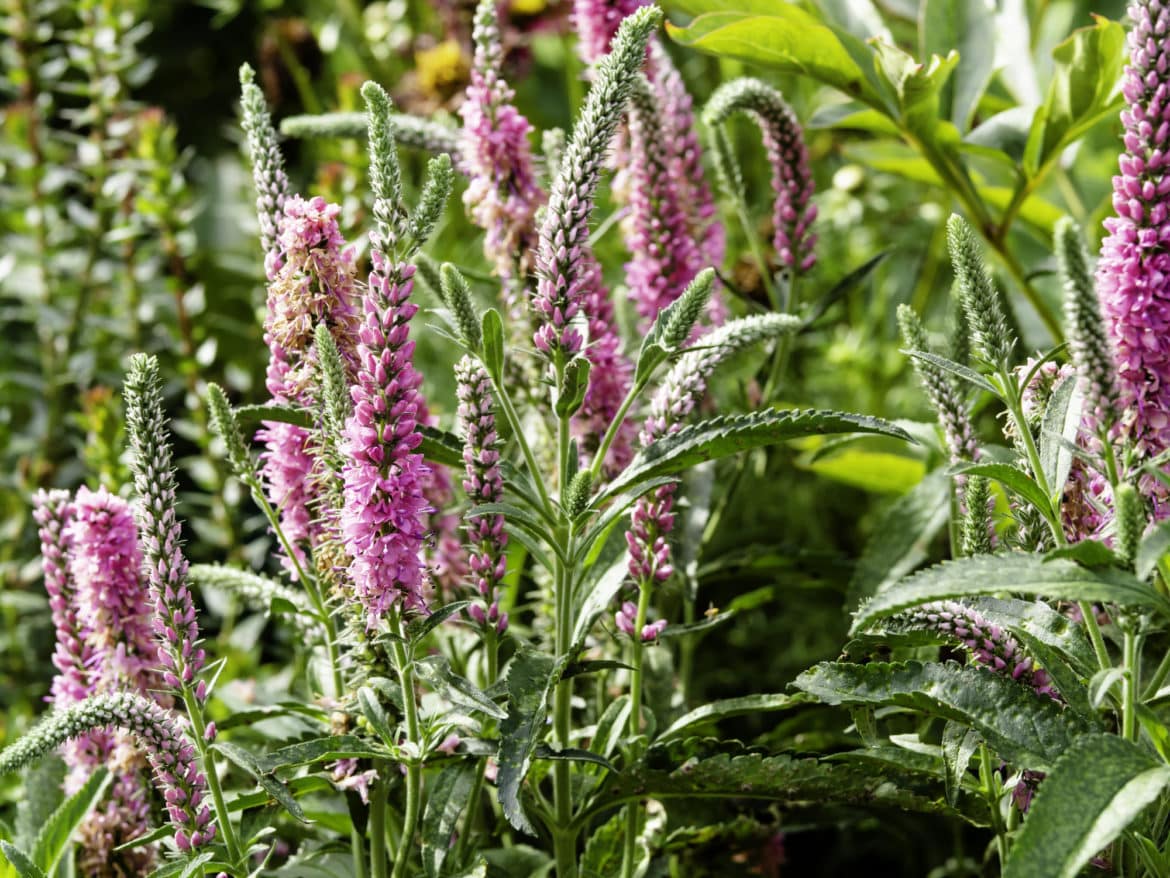 Spike speedwell - Invasive Species Council of British Columbia