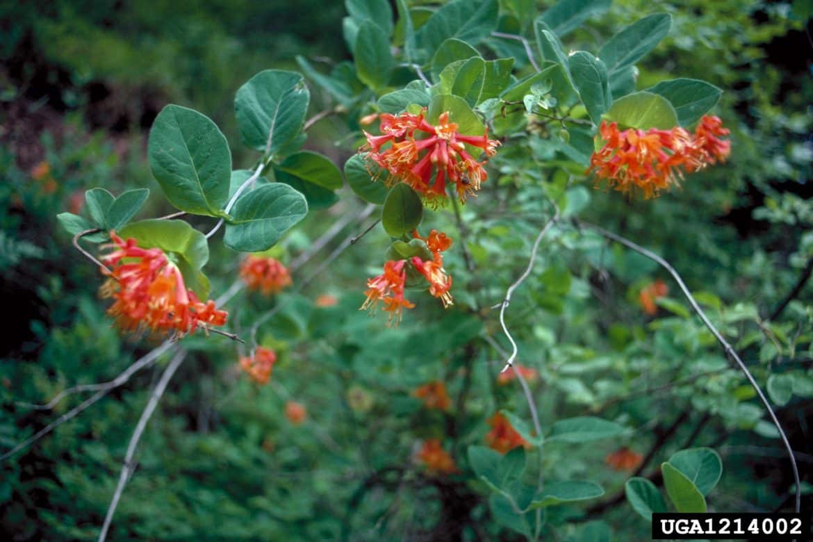 Western honeysuckle Invasive Species Council of British Columbia