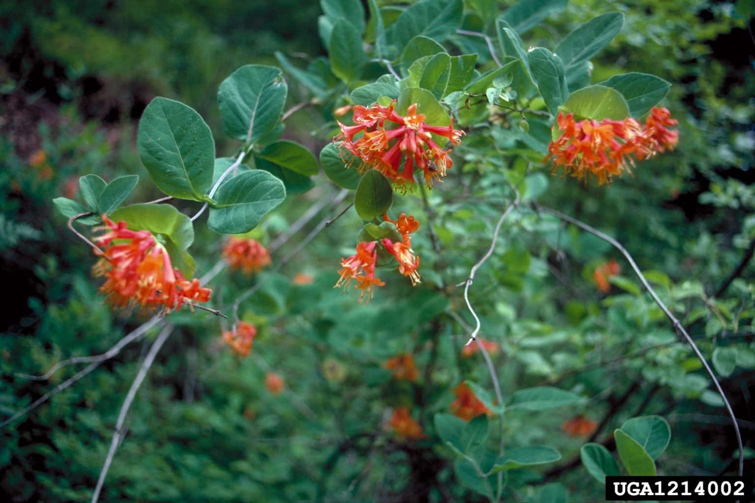 Western honeysuckle Invasive Species Council of British Columbia