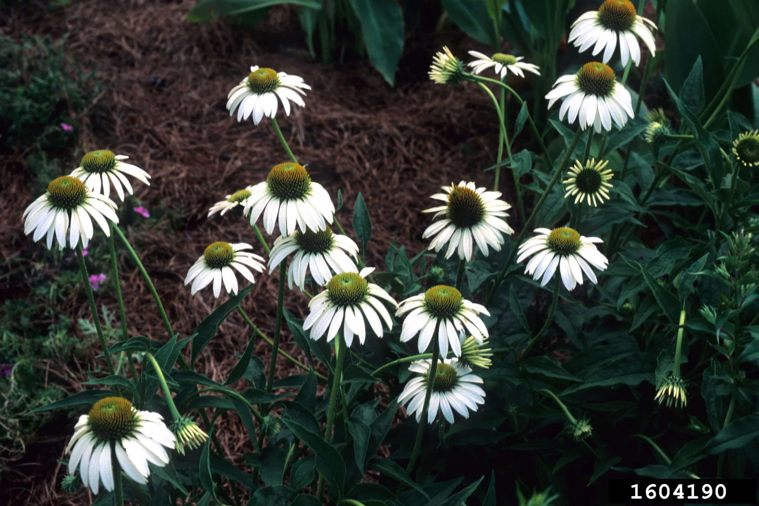 White swan coneflower Invasive Species Council of British Columbia