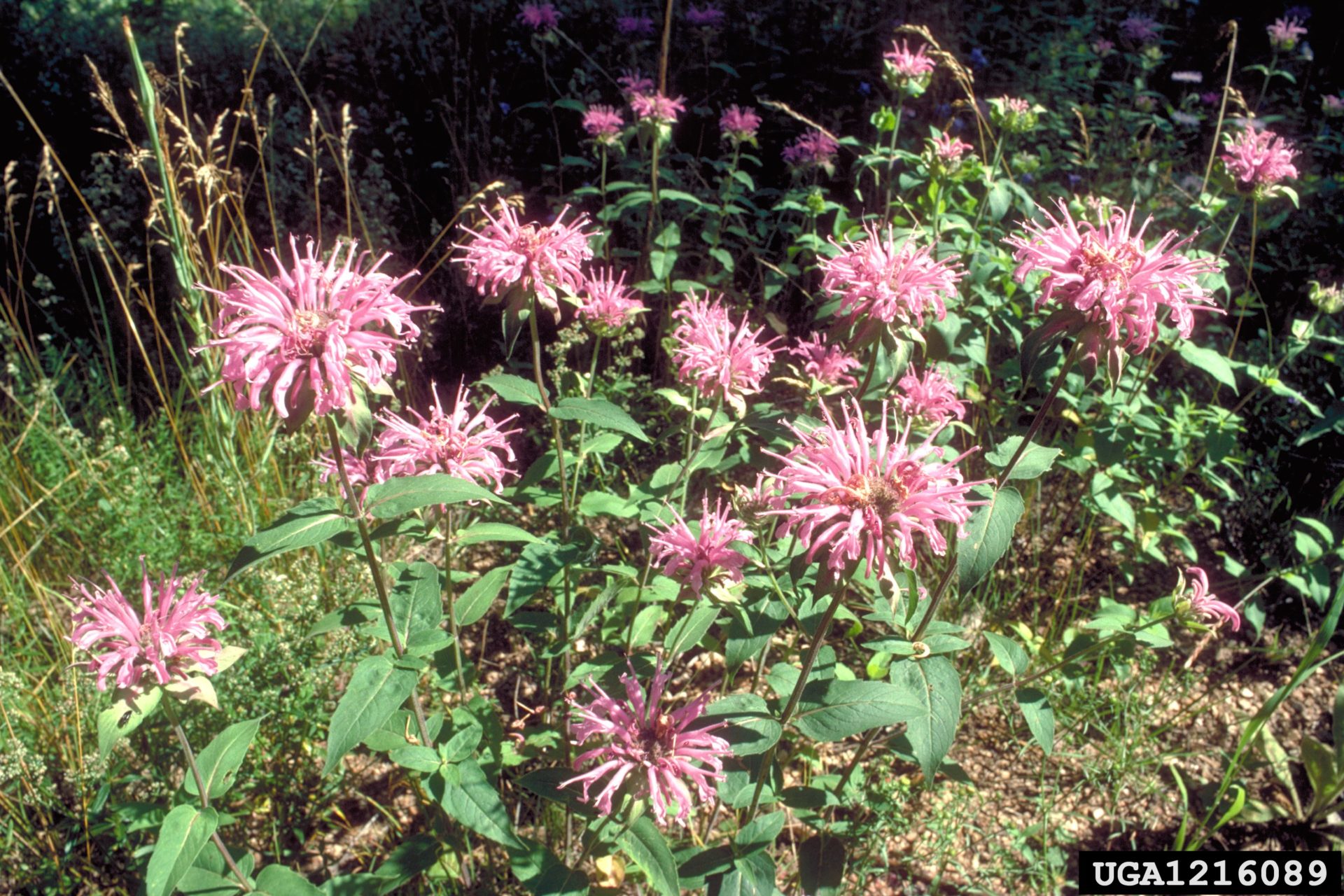Wild bergamot Invasive Species Council of British Columbia