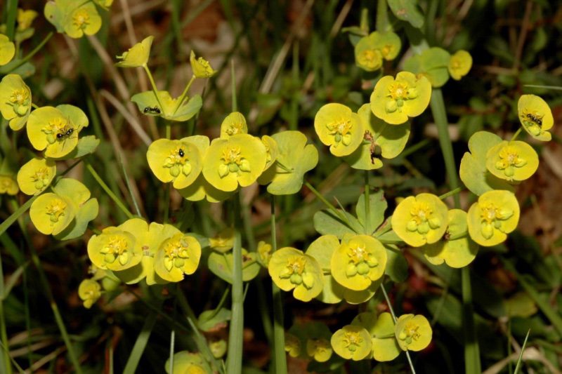 Wood Spurge Invasive Species Council of British Columbia