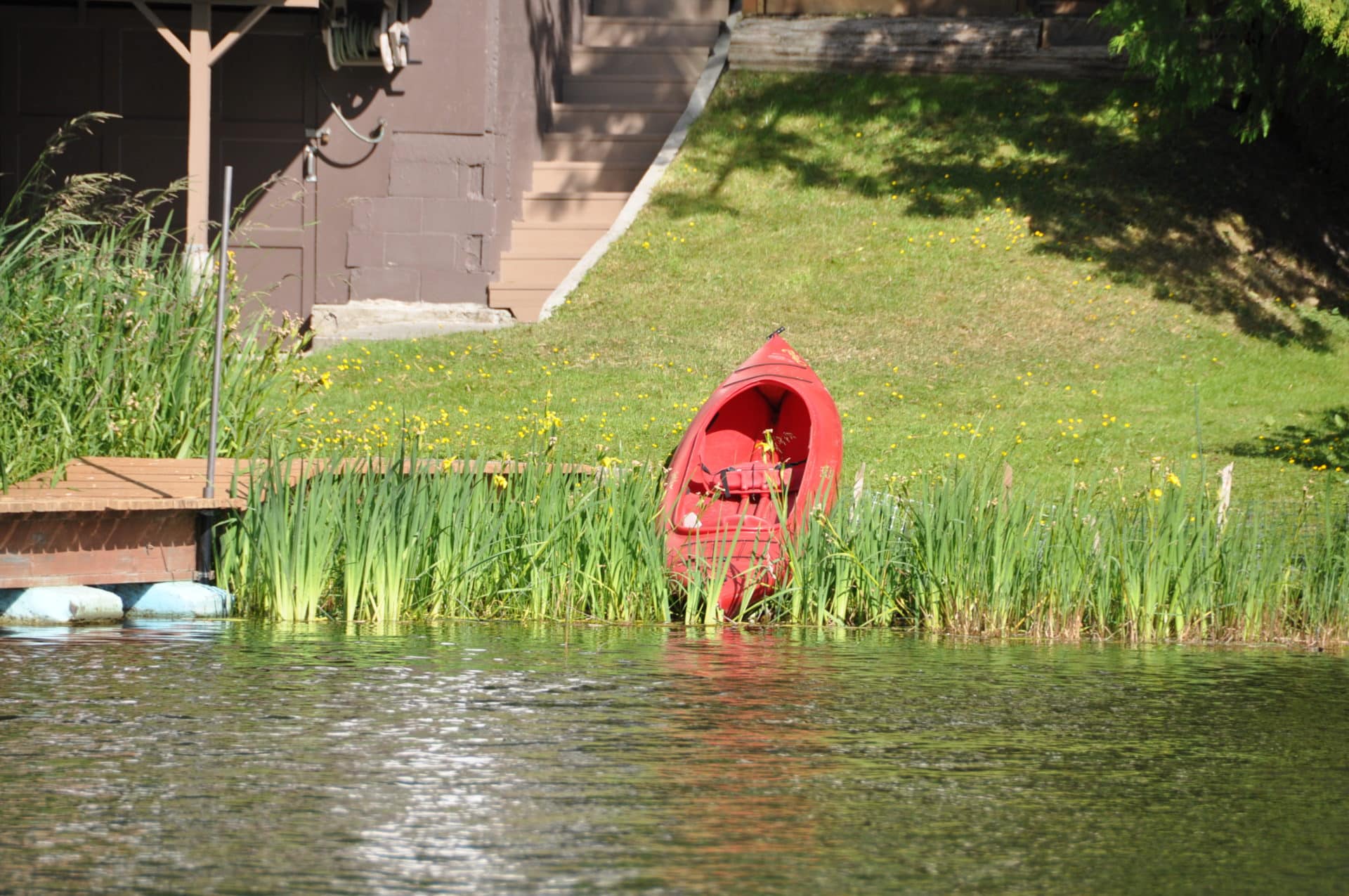 Bridge Lake Homeowners Take Action Against Yellow Flag Iris Invasive