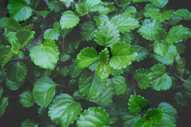 Yerba buena Invasive Species Council of British Columbia