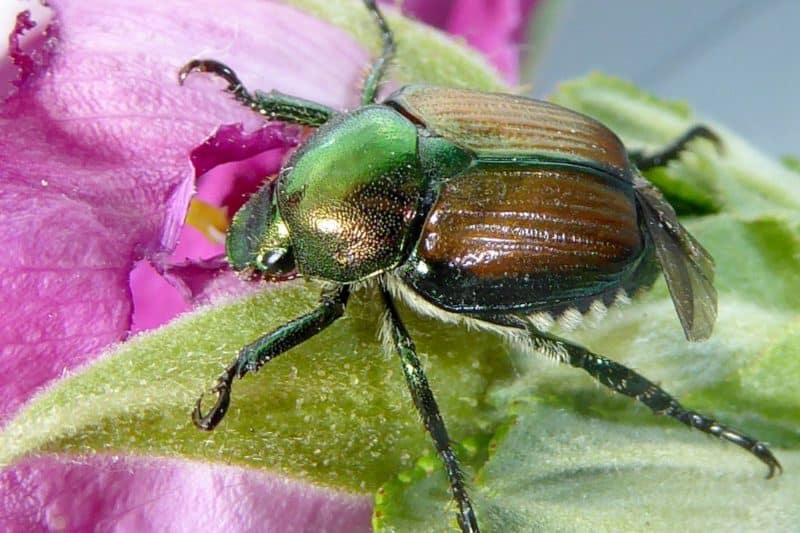 Japanese Beetle Fall Update