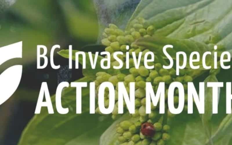 Celebrating Invasive Species Action Month