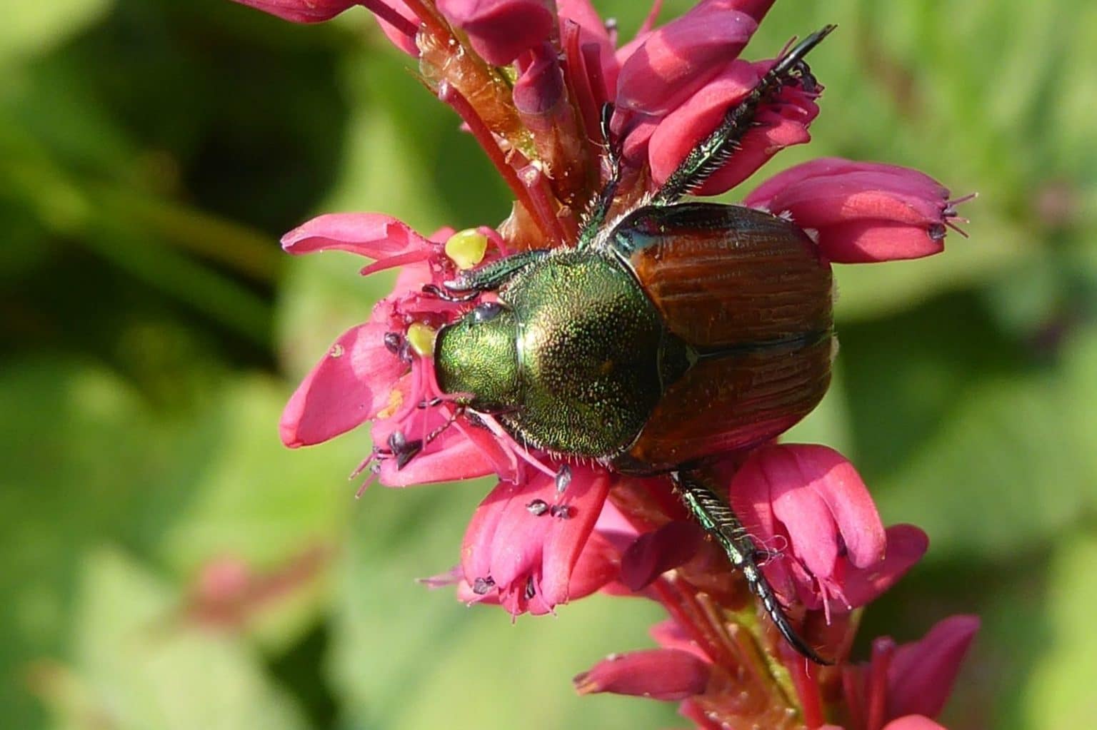 Japanese Beetle July Update Invasive Species Council of British Columbia