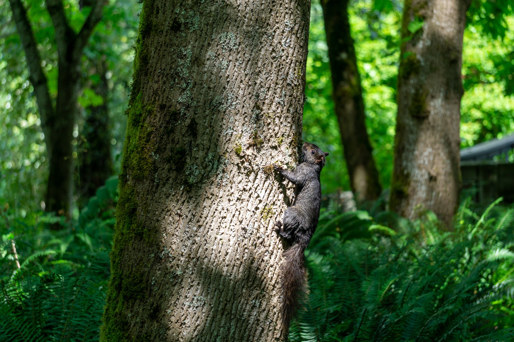 Tree Squirrel Damage Prevention and Control Methods