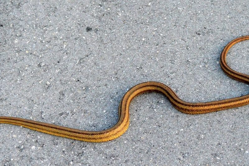 Eastern Ratsnake Spotted in Coquitlam; Observe and Report!