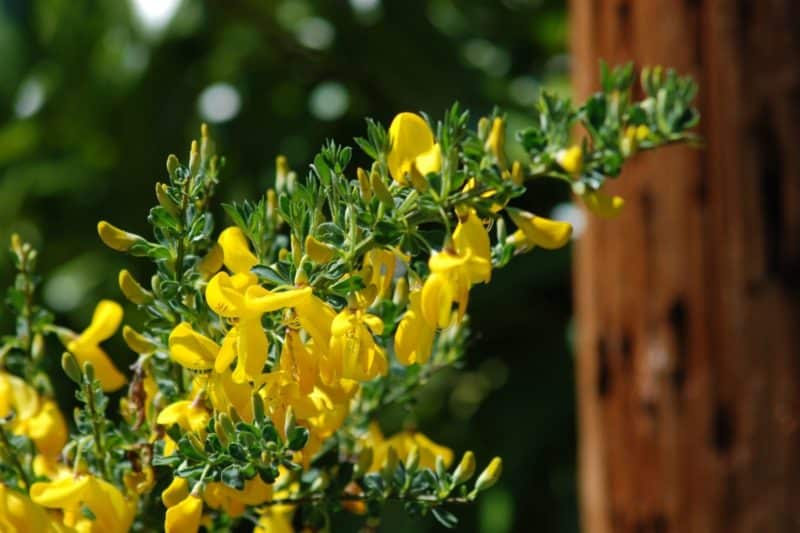 How Scotch Broom Has Flourished in BC