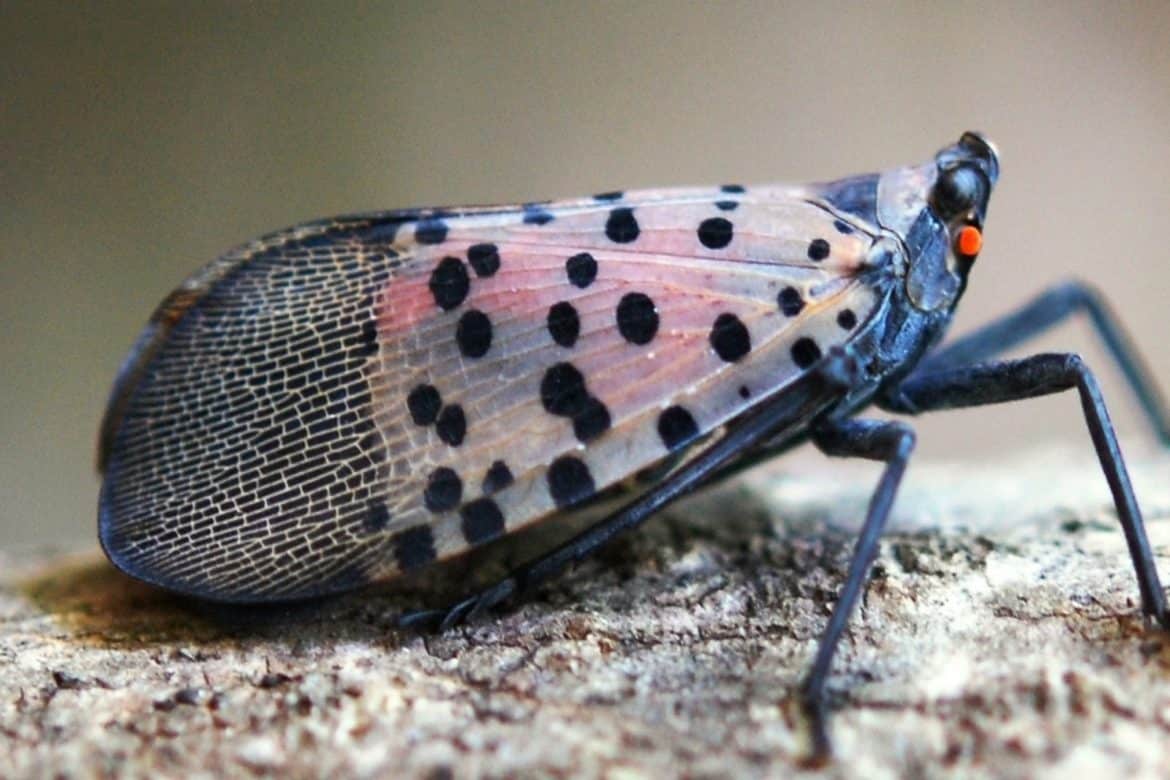 Report Destructive Spotted Lanternfly - Invasive Species Council of ...