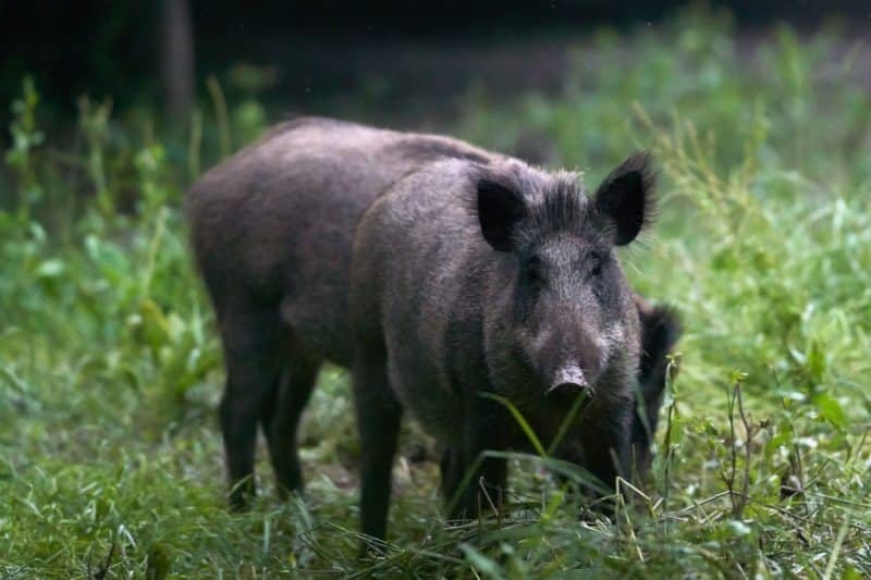 Webinar: Wild Pigs – A Threat To The Canadian Pork Sector