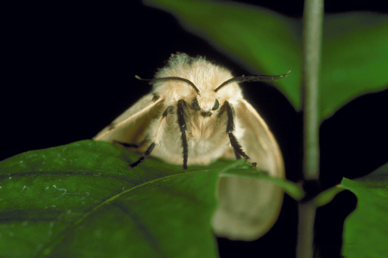 Spongy Moth: New Name for an Old Pest